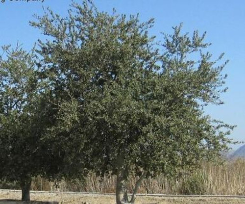 Mature Quercus agrifolia habit