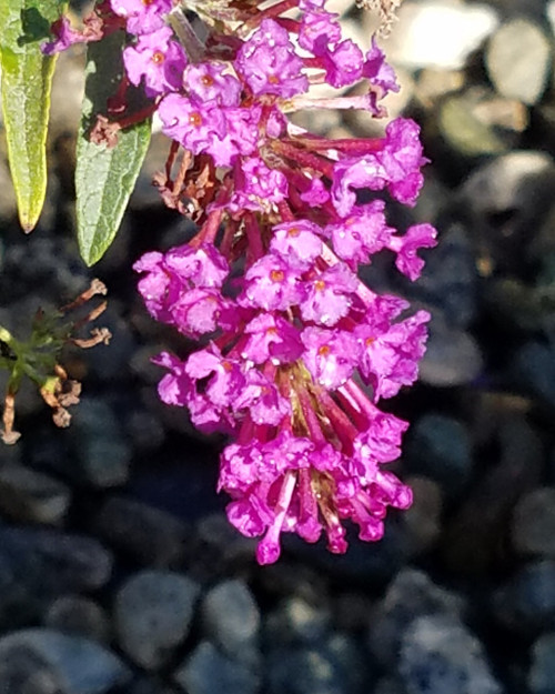 Buddleia 'Buzz™ Midnight' flowers close-up