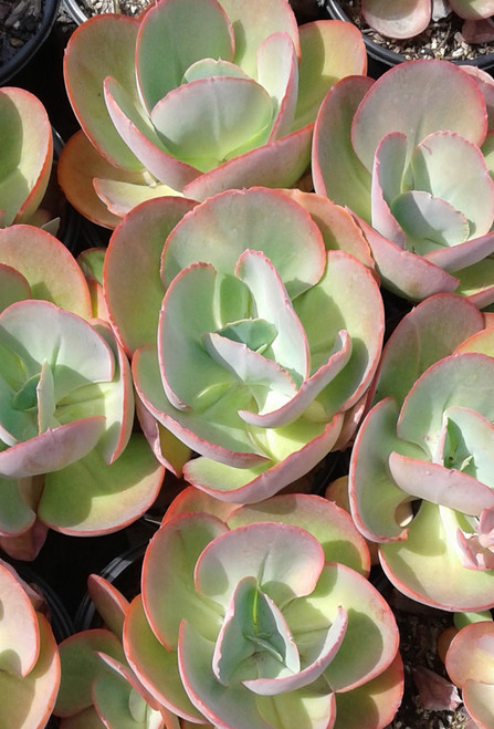 Echeveria 'Electric Glow' foliage/habit/landscape
