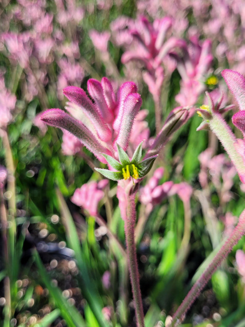 Anigozanthos Dwarf Pink flower close-up
