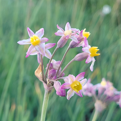 Tulbaghia 'Cosmic' flowers close-up