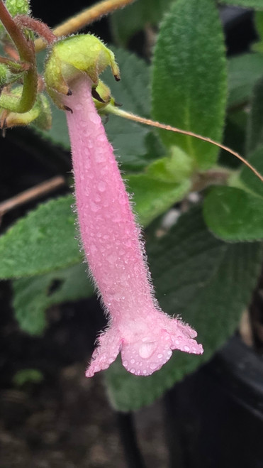Sinningia 'Invasion Force' flower close-up