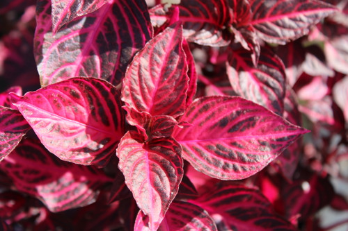 Iresine herbstii 'Brilliantissima' foliage close-up