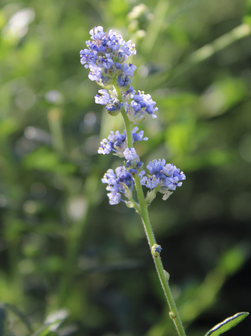 Ceanothus 'Wheeler Canyon' flowers closeup