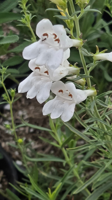 Penstemon heterophyllus 'GMR White' 1g