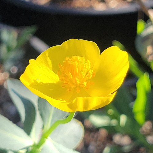 Dendromecon rigida flower close-up