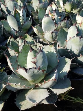 Agave titanota 'Black and Blue' (Black & Blue Agave)