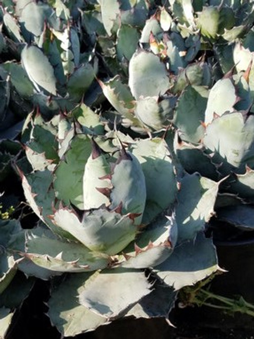 Agave titanota 'Black and Blue' habit foliage/landscape/habit