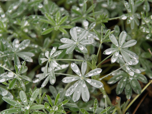 Lupinus albifrons foliage/foliage close-up