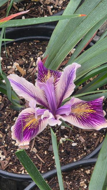 Iris PCH 'Purple and White' flower close-up