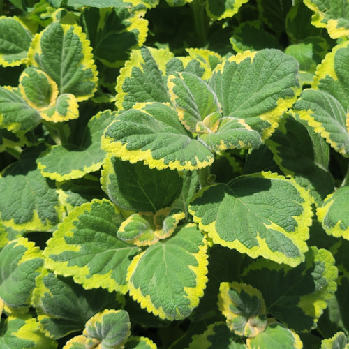Plectranthus forsteri 'Aureus Variegatus' foliage close-up