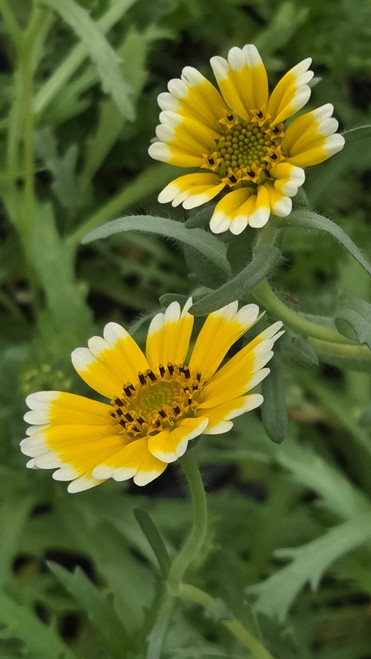 Layia platyglossa flowers close-up
