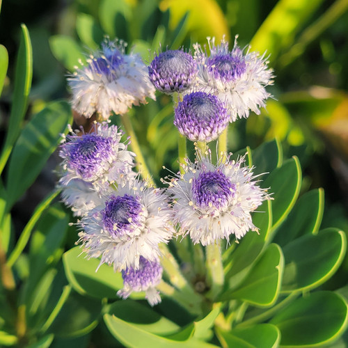 Globularia x indubia flowers close-up