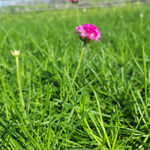 Armeria maritima splendens flowers close-up