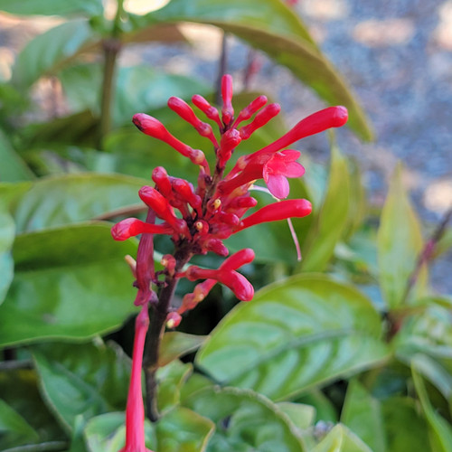 Odontonema strictum flowers close-up