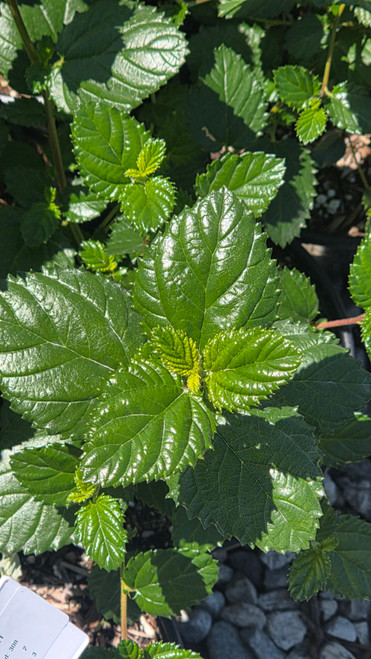 Ceanothus arboreus x  foliage close-up