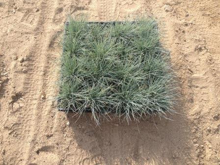 Festuca g. 'Elijah Blue' habit