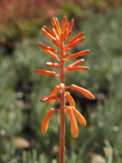 Aloe 'Cynthia Giddy' flowers close-up