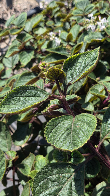 Plectranthus ciliatus 'Drege' Leaf