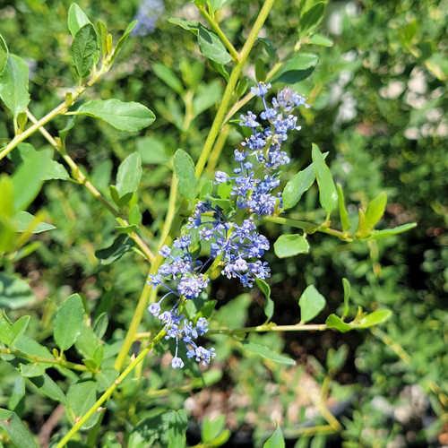 Ceanothus 'Blue Cascade' flowers close-up