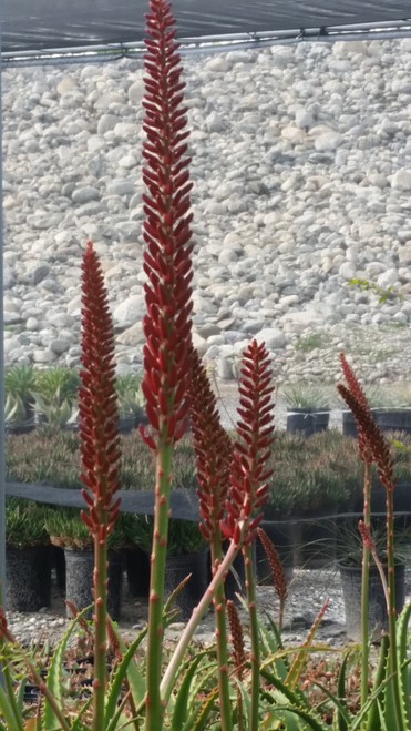 Aloe 'Erik the Red' PPAF 3g