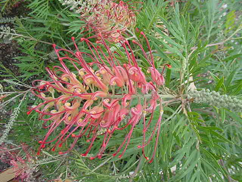 Grevillea 'Robyn Gordon' 5g