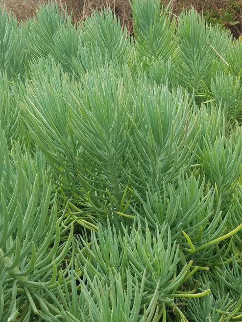 Senecio vitalis foliage