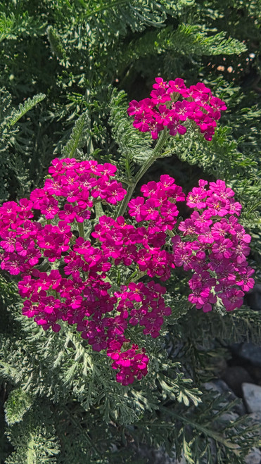 Achillea millefolium 'Rosa Maria' flowers close-up