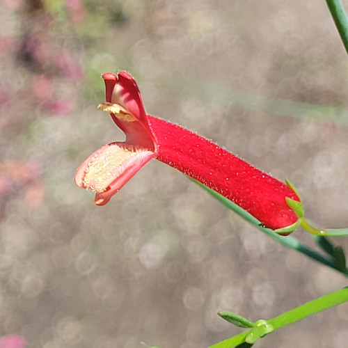 Galvezia juncea 'Gran Canyon' (Gambelia) flowers close-up