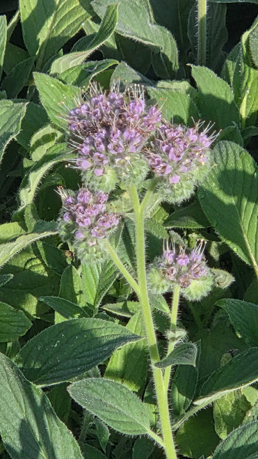 Phacelia californica flowers close-up