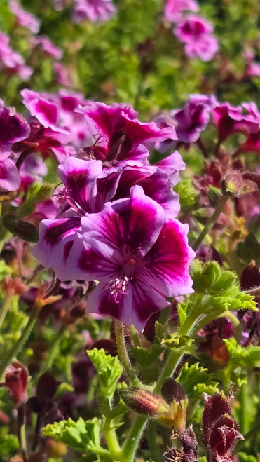 Pelargonium 'Veronica Contreras' 1g