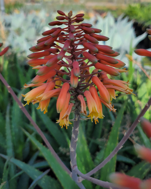 Aloe 'Rooikappie' (Little Red Cap Aloe) | El Nativo Growers