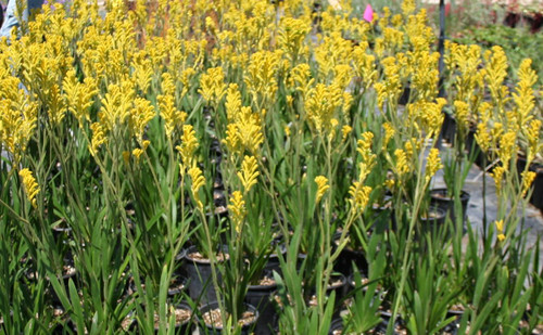 Anigozanthos 'Bush Gold' 1g