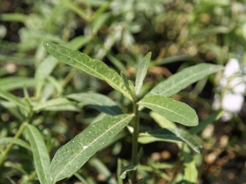 Asclepias speciosa 1g
