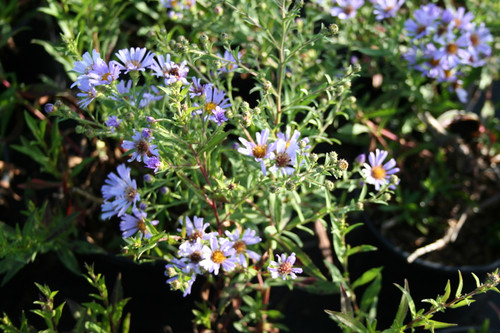 Aster chilensis 'Purple Haze' (SBBG) (Symphyotrichum) flowers