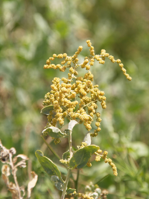 Atriplex lentiformis flowers close-up