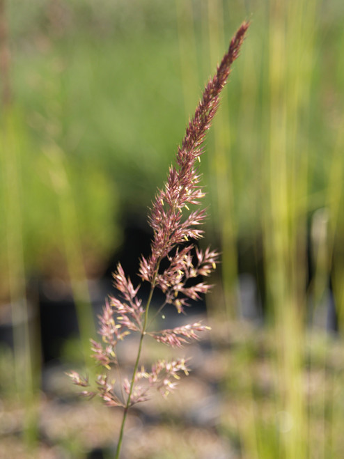 Calamagrostis acutiflora ‘Overdam’ flowers close-up