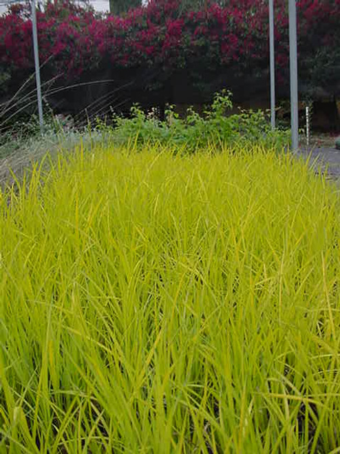 Carex elata 'Bowles Golden' 1g