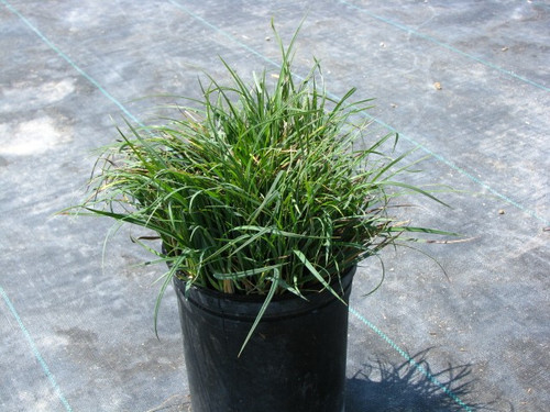 Carex glauca (C. flacca) 1g
