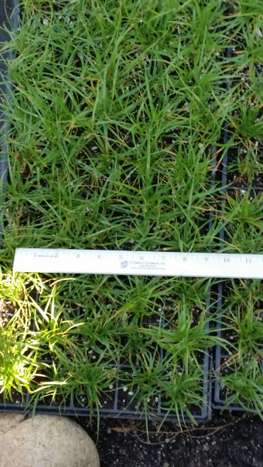 Carex pansa RP