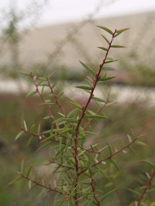 Acacia siculiformis 5g