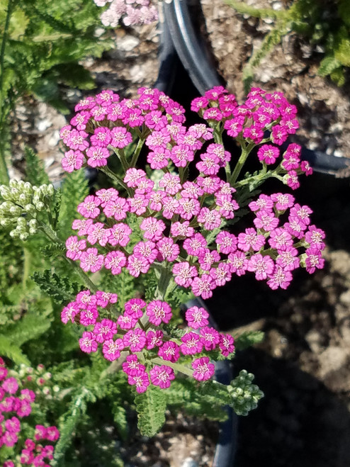 Photo of the bloom of Pink Yarrow (Achillea millefolium 'Island Pink')  posted by darwellwoods 