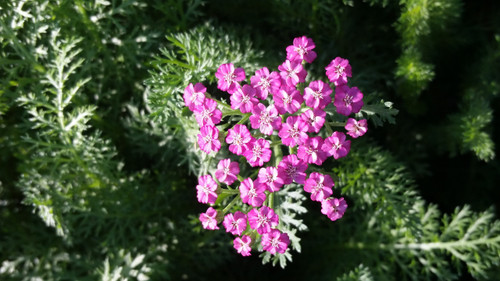 Achillea millefolium 'Pink Grapefruit' PPAF flowers