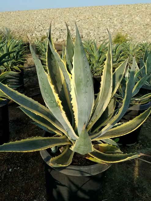 Agave americana var. marginata foliage/habit