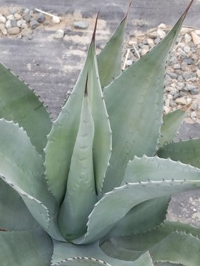 Agave franzosinii (Century Plant)