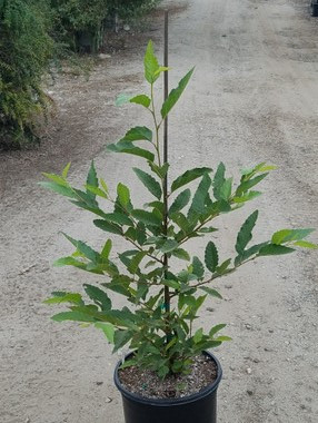 Alnus rhombifolia habit