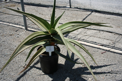 Aloe 'Goliath' foliage/habit