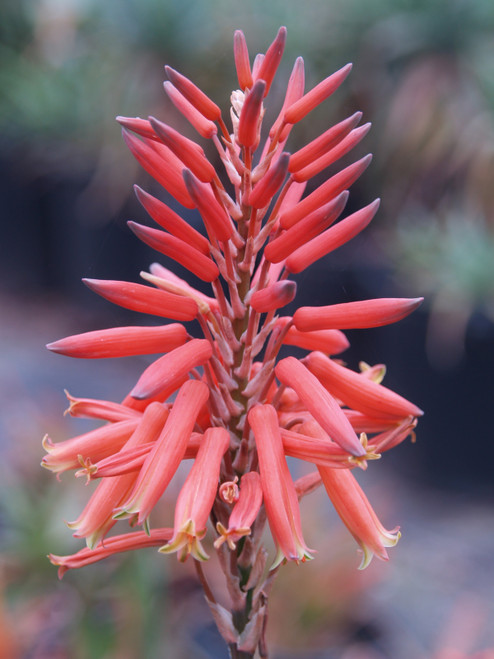 Aloe nobilis 1g