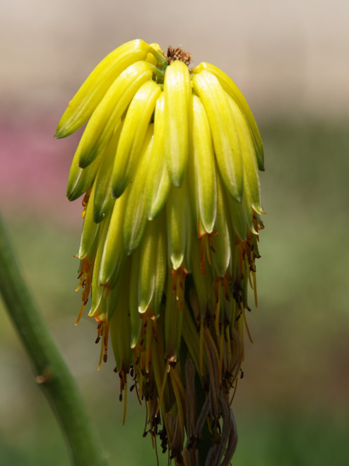 Aloe striatula (Aloiampelos) 5g