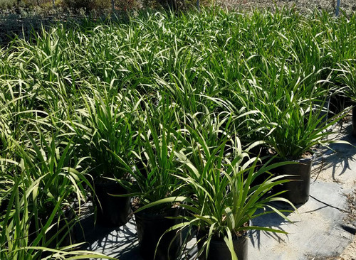 Anigozanthos 'Red Cross' 5g